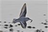 Sanderling