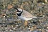 Ringed Plover