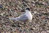 Sandwich Tern