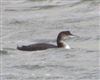 Great Northern Diver