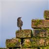 Black Redstart