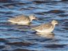 Spotted Redshank