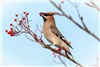 Waxwing