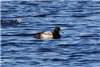 Scaup