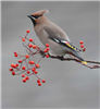 Waxwing