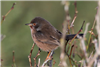 Dartford Warbler