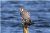 Peregrine