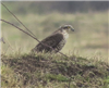 Sparrowhawk