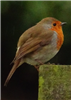 Robin