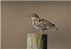 Woodlark