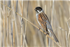 Reed Bunting