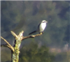 Great Grey Shrike