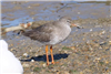 Redshank