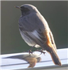 Photo of Black Redstart at Ashlett Creek, Hampshire. Taken by Robin Pearce on 3rd February 2019.