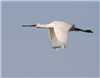 Spoonbill