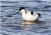 Avocet