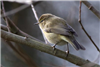 Chiffchaff