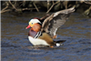 Mandarin Duck