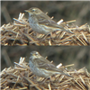 Water Pipit