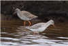 Spotted Redshank