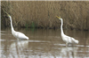 Great White Egret