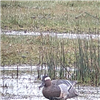 Garganey