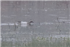 Garganey