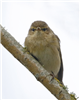 Chiffchaff