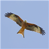 Red Kite