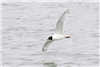 Mediterranean Gull