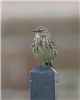 Rock Pipit