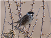 Reed Bunting