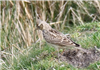 Skylark