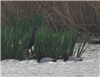 Glossy Ibis