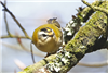 Firecrest