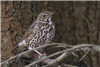 Song Thrush