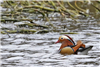 Mandarin Duck