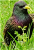 Starling