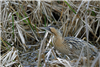 Bittern