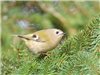 Goldcrest