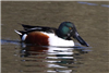 Shoveler