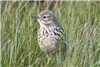 Meadow Pipit