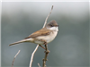 Whitethroat