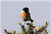 Stonechat