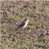 Wheatear