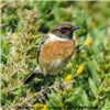 Stonechat