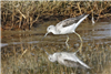 Greenshank