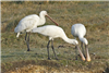 Spoonbill