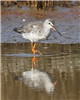 Spotted Redshank