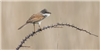 Whitethroat